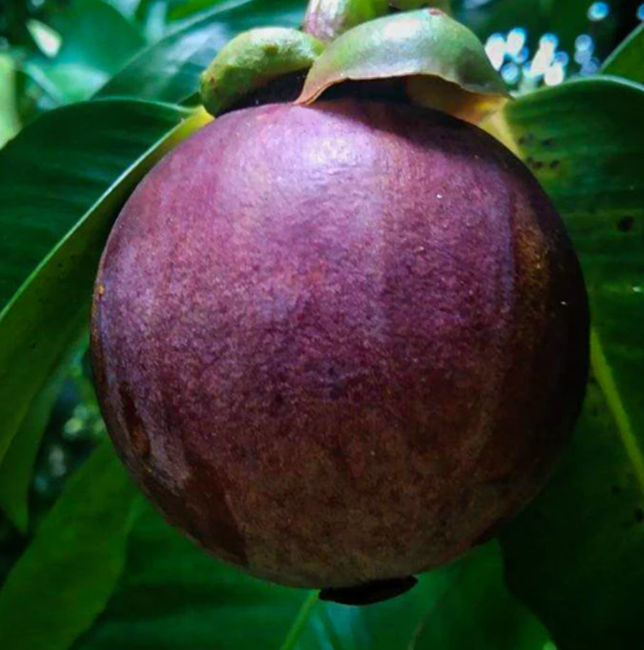 Mangosteen Plant