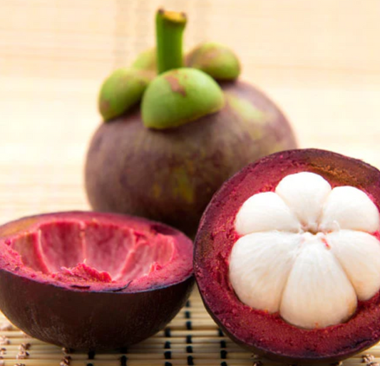 Mangosteen Live Plant