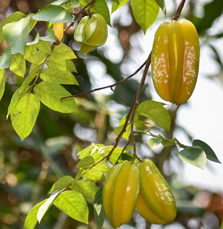 Best Carambola -Star Fruit