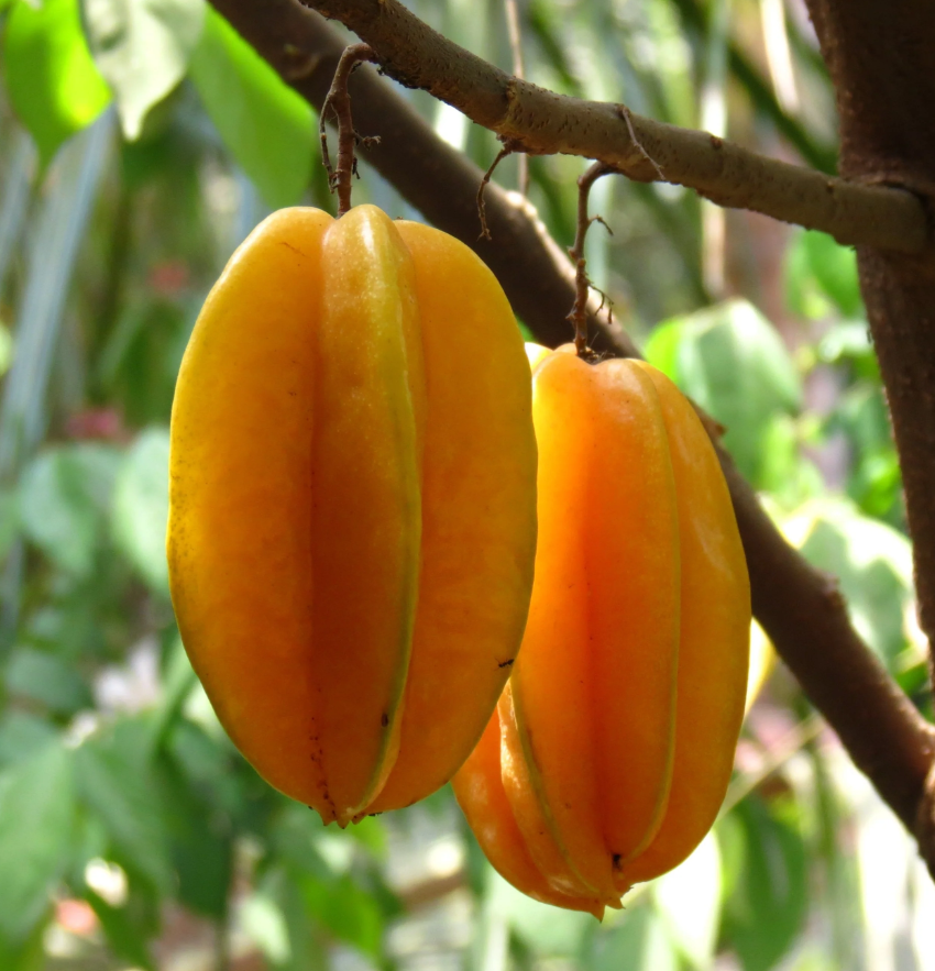 Carambola -Star Fruit Live Plant