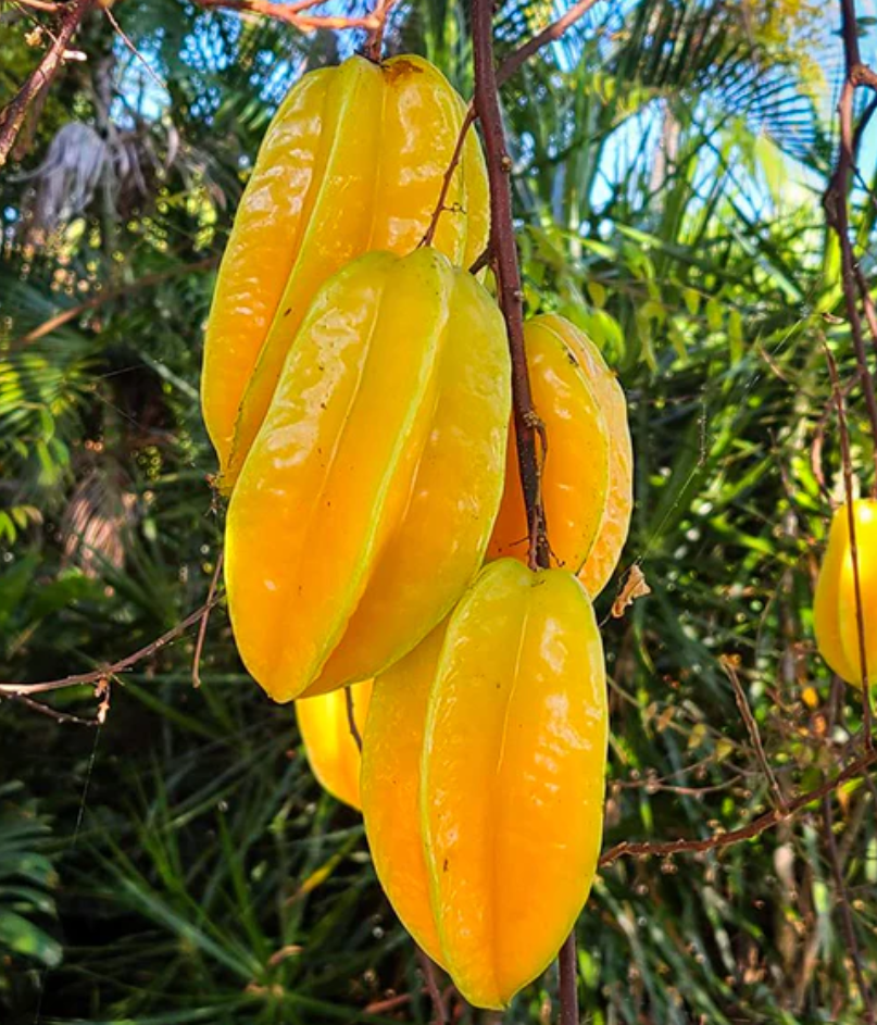 File Star Fruit Star Fruit Tree
