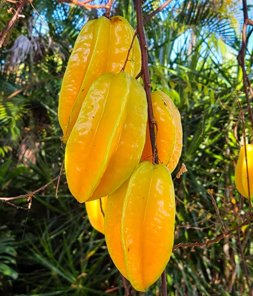 Carambola -Star Fruit