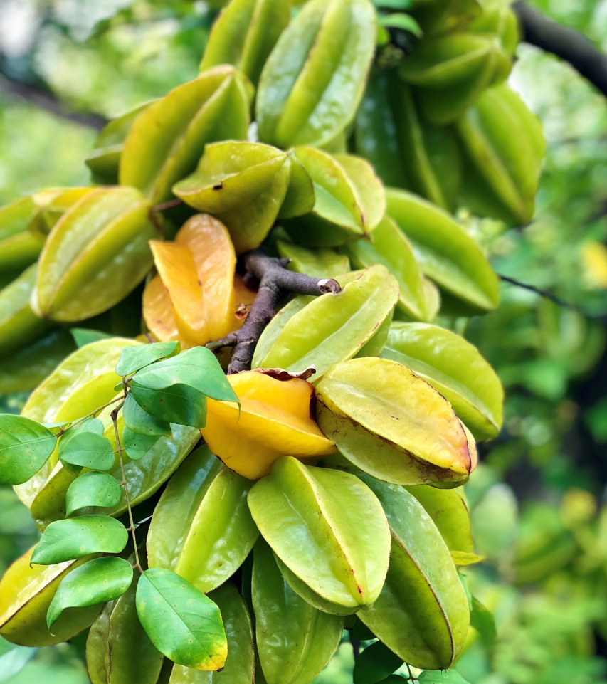 Best Carambola -Star Fruit Live Plant