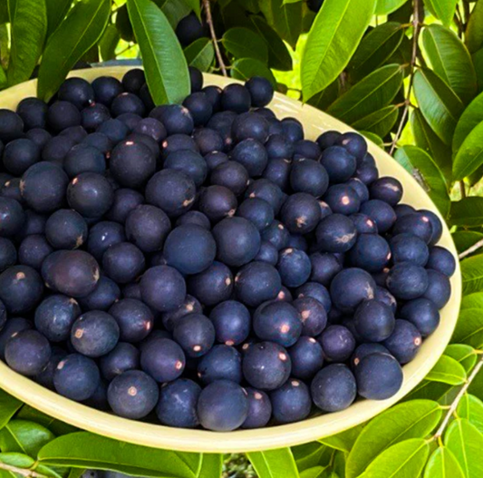 Jaboticaba Plant