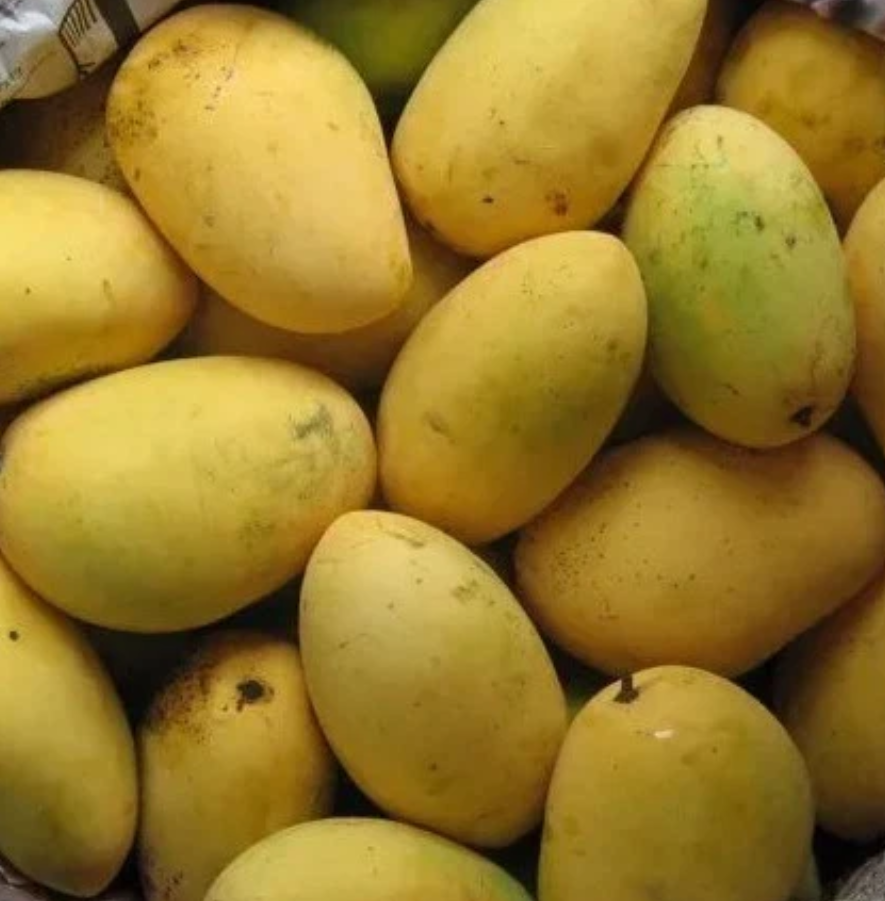 Chaunsa Mango Live Plant Mangifera Chaunsa | HappiestPlantsbyAMJ