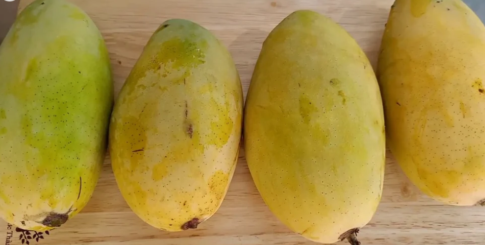 Mango Live Plant