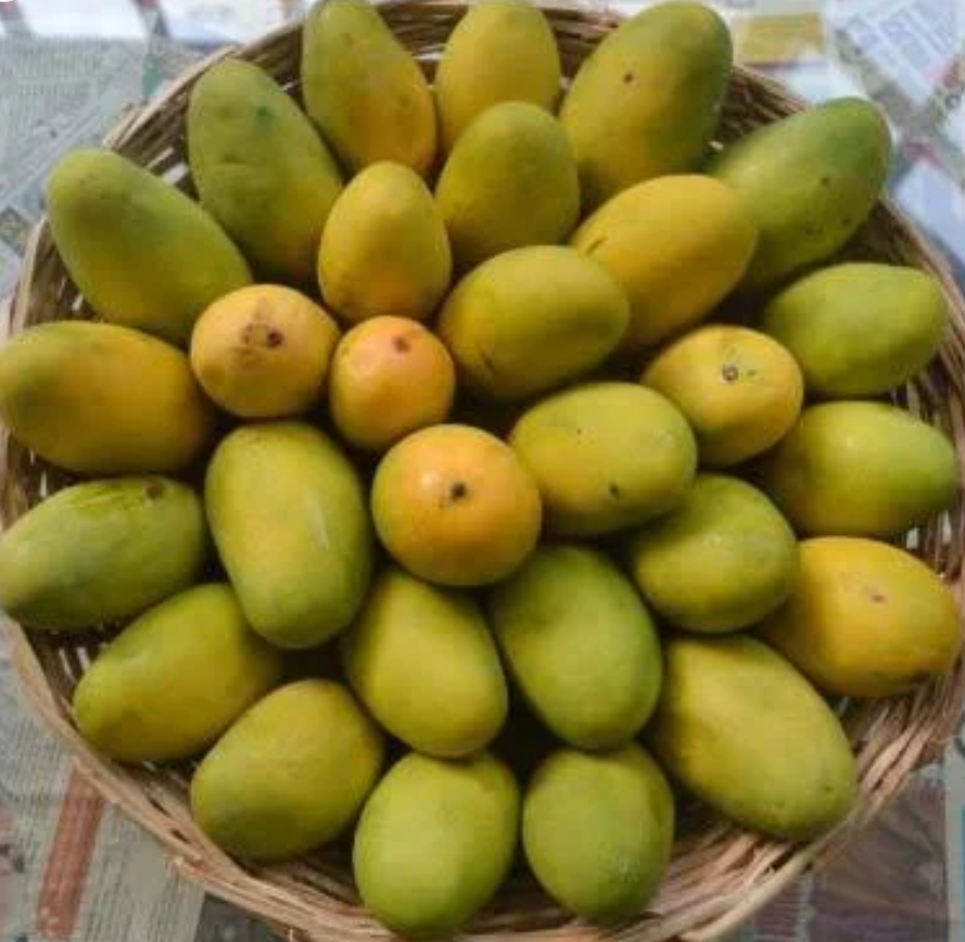 Mangifera indica