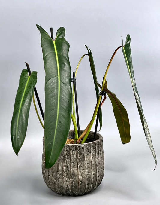 Philodendron Spiritus-Sancti - The Holy Grail