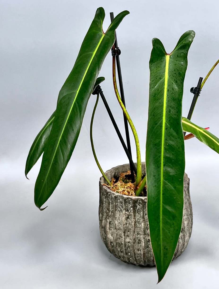 Philodendron Spiritus-Sancti - The Holy Grail