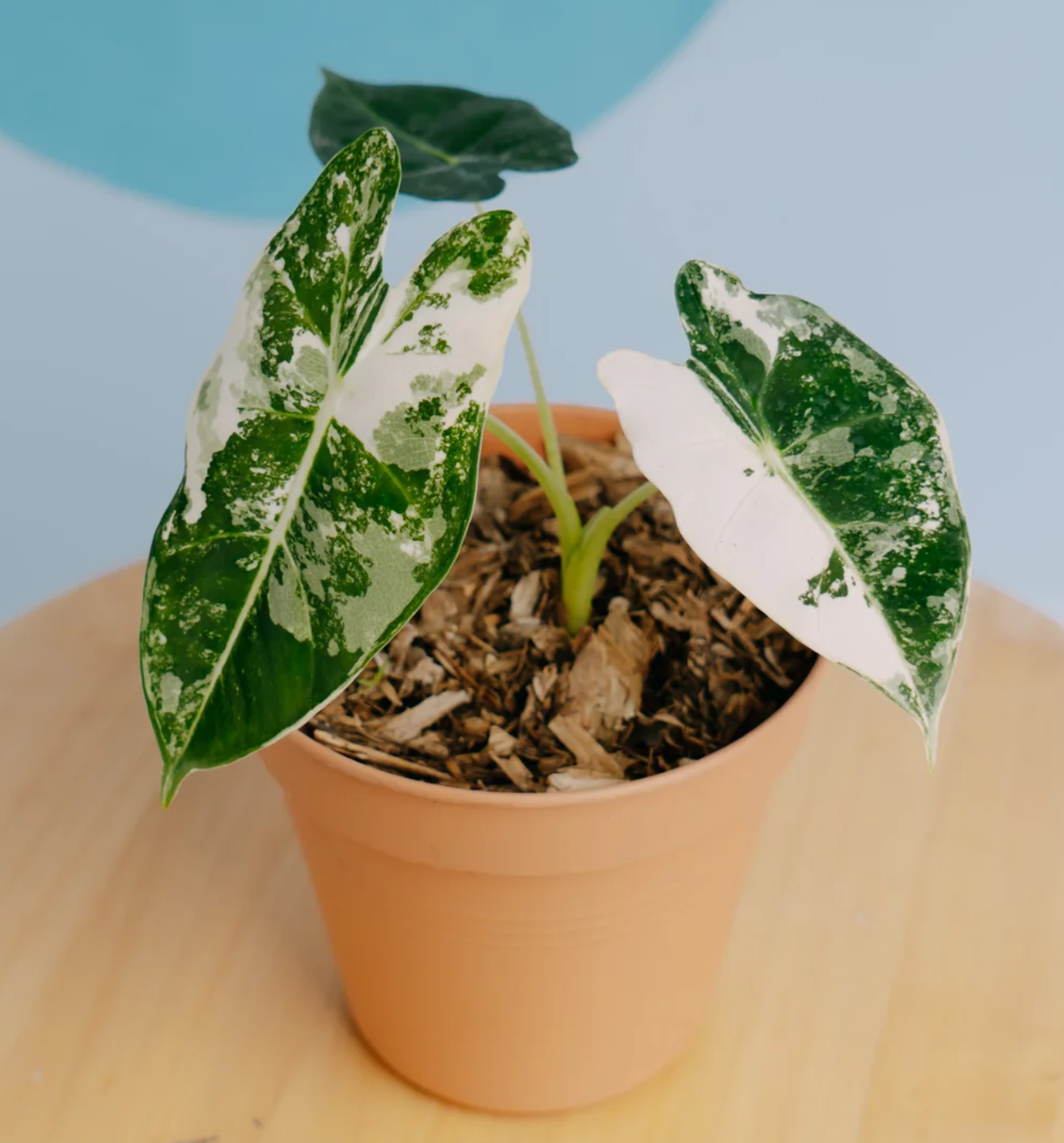 Alocasia Frydek Variegated