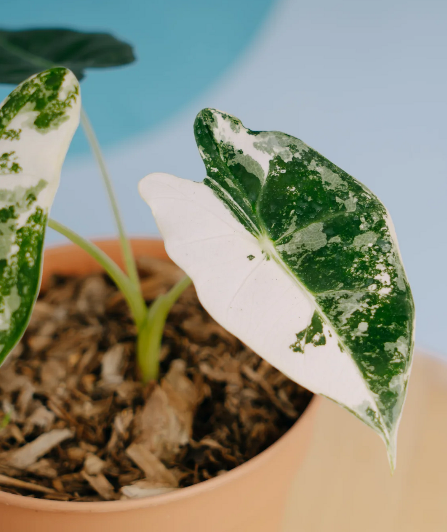 Alocasia Frydek Variegated