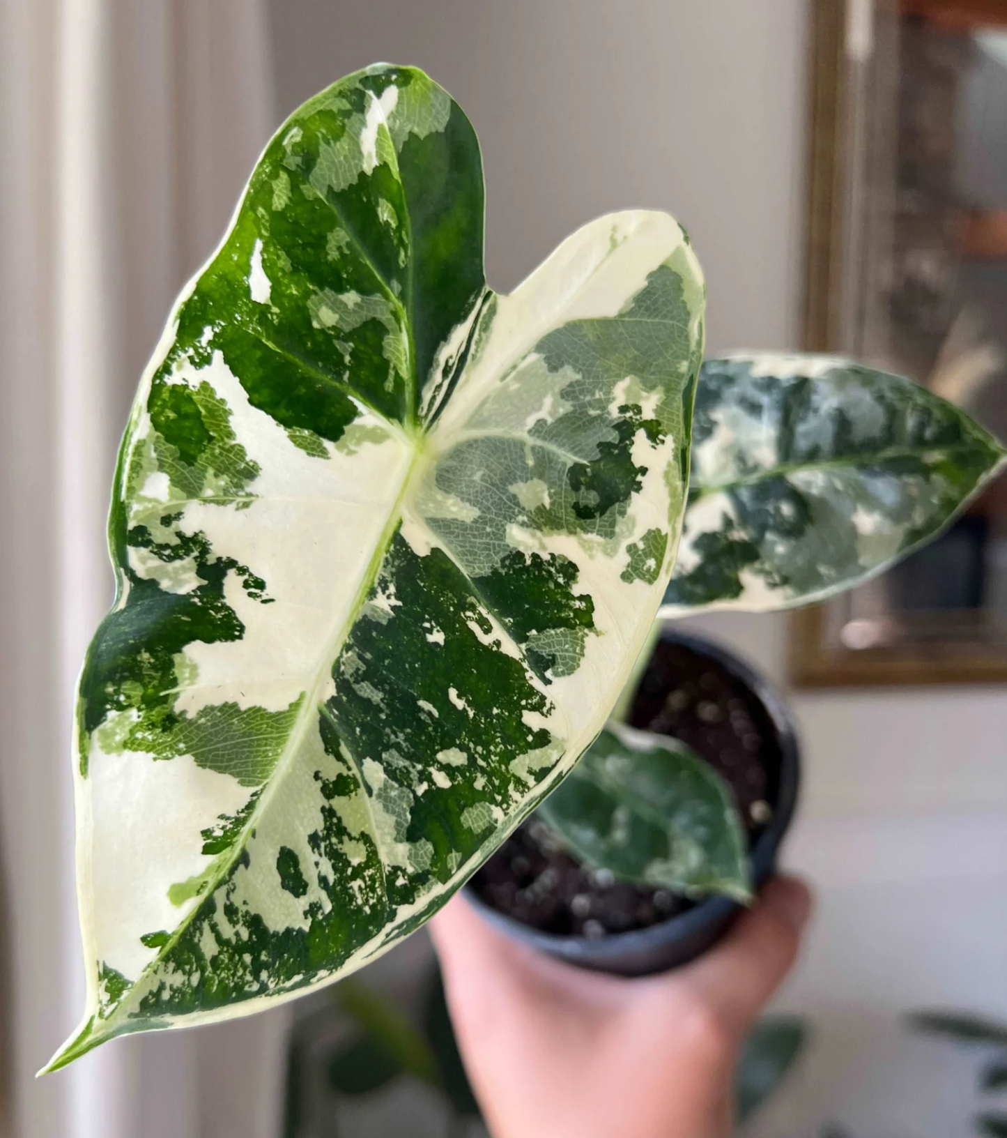 Alocasia Frydek Variegated