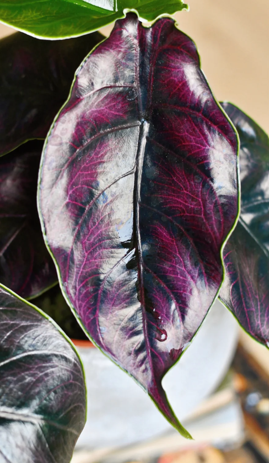 Alocasia Azlanii -Jewel Alocasia 'Red Mambo'