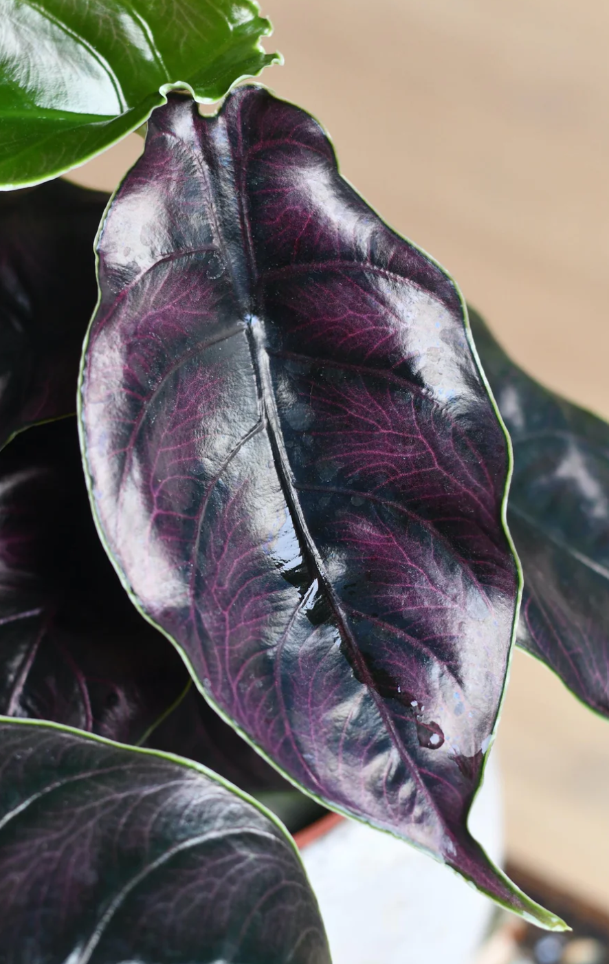 Alocasia Azlanii -Jewel Alocasia 'Red Mambo'