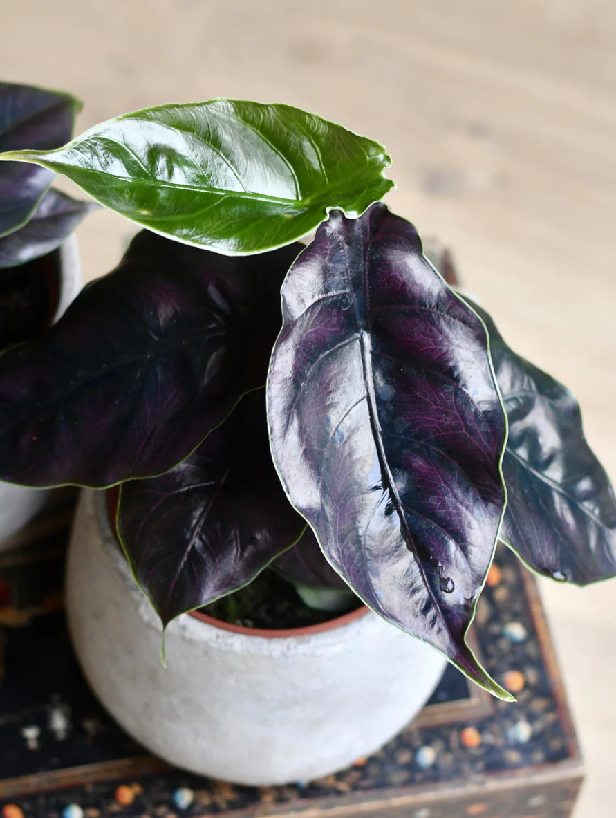 Alocasia Azlanii -Jewel Alocasia 'Red Mambo'