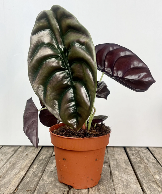 Alocasia Cuprea Red Secret