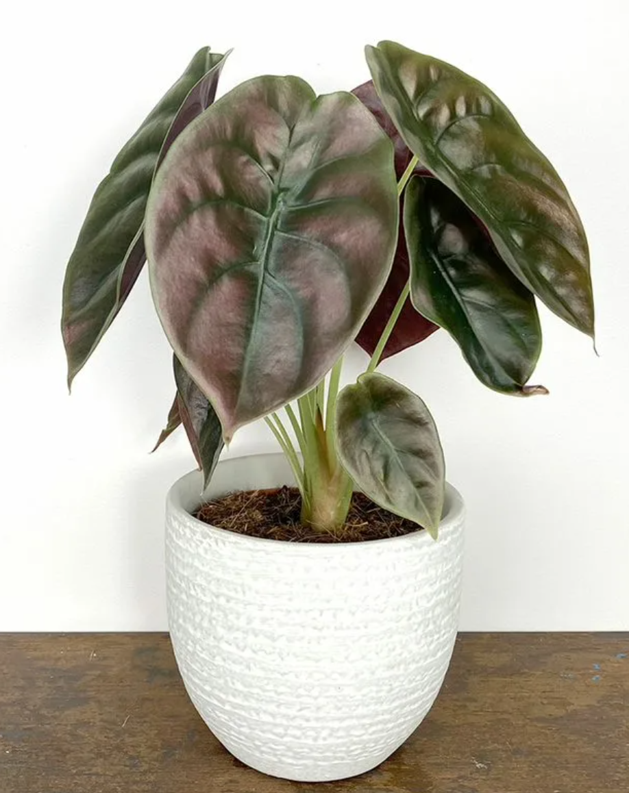 Alocasia Cuprea Red Secret