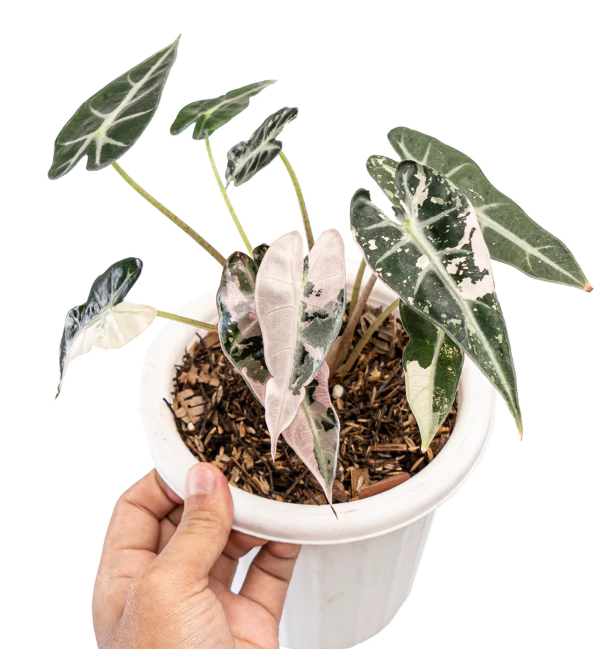 Alocasia Bambino Variegata Pink