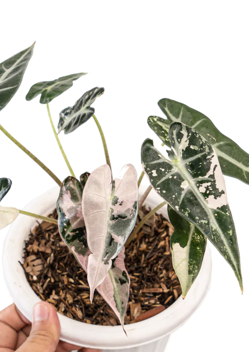 Alocasia Bambino Variegata Pink