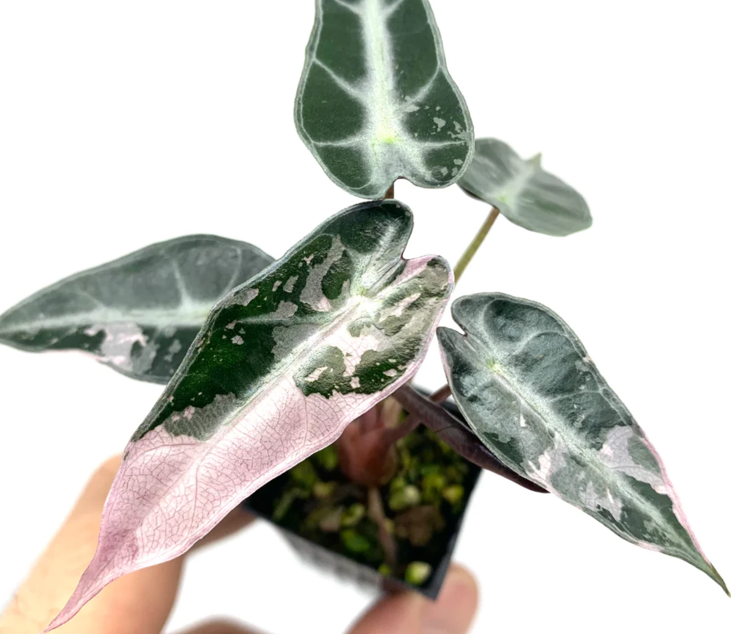 Alocasia Bambino Variegata Pink