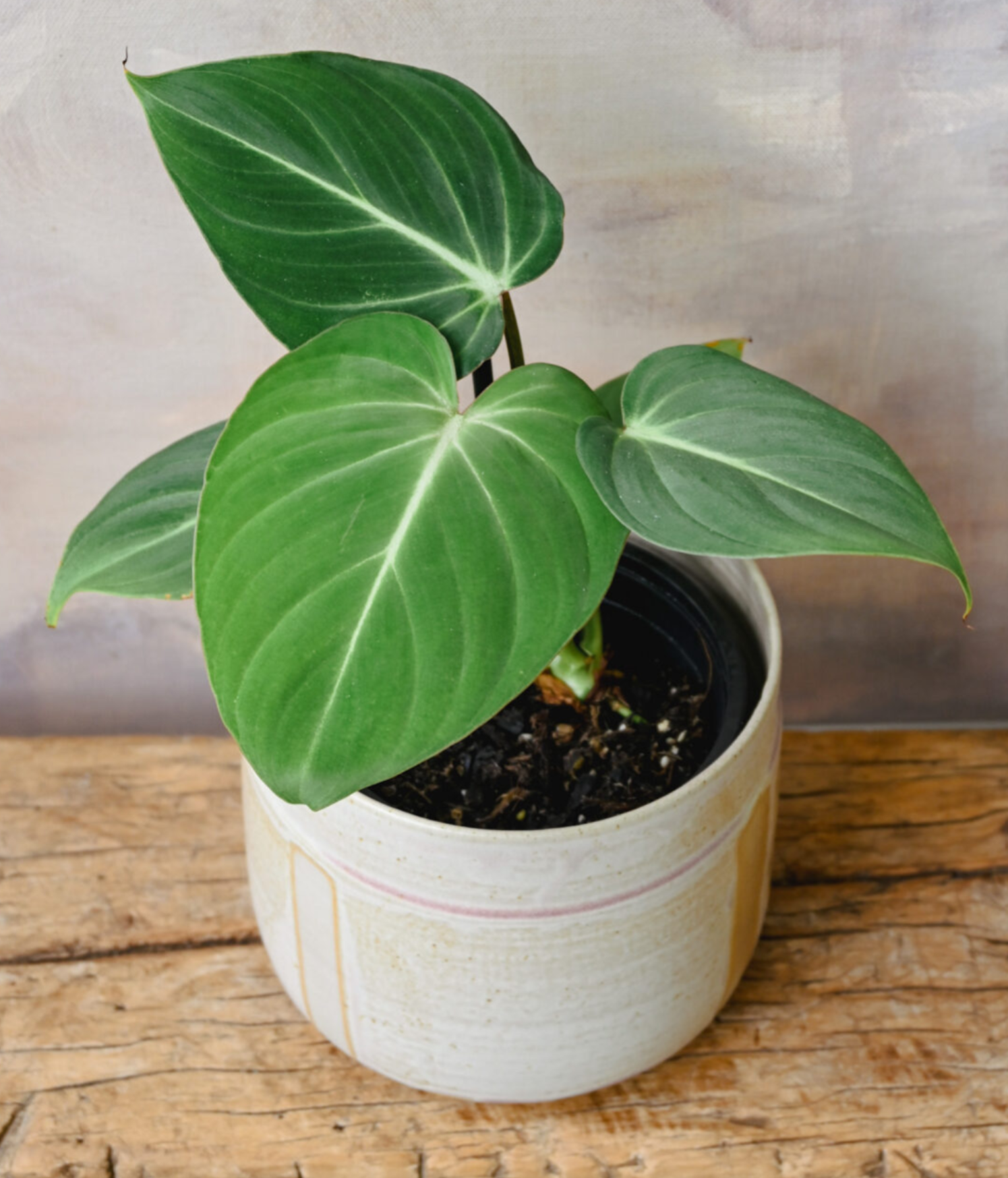 philodendron gloriosum seeds Philodendron Gloriosum – HappiestPlants