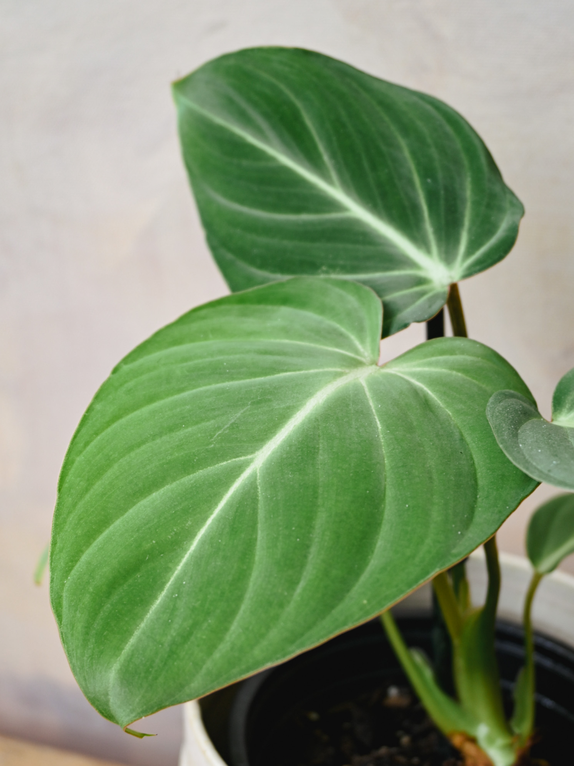 Philodendron Gloriosum