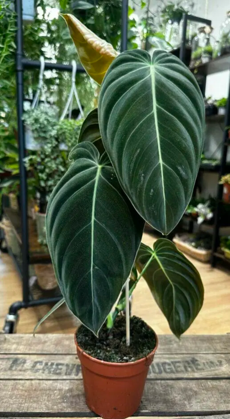 philodendron buy Philodendron Melanochrysum – HappiestPlants