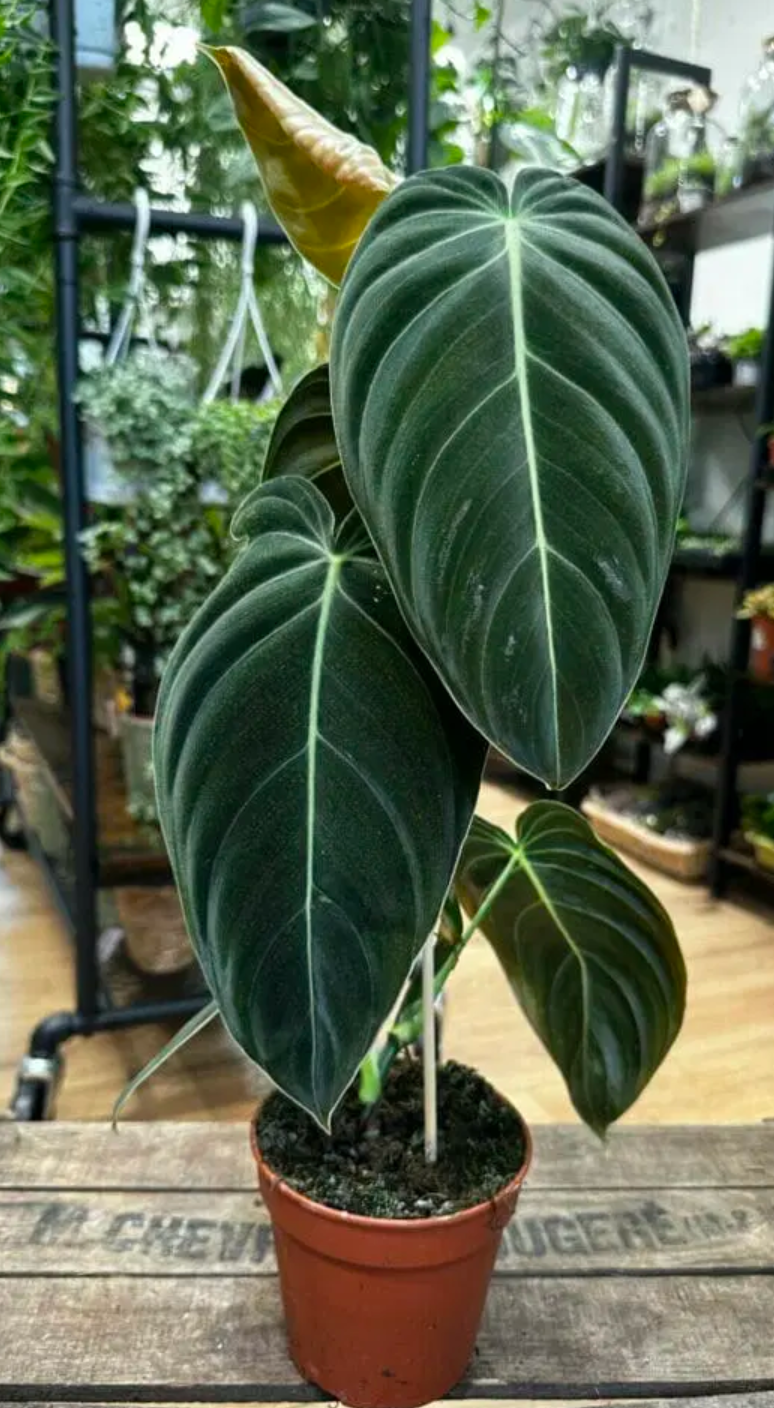 Philodendron Melanochrysum