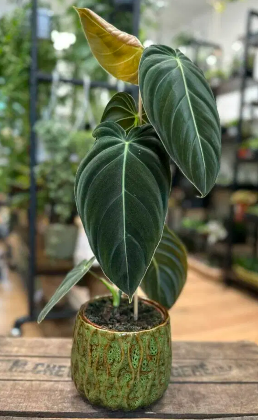 Philodendron Melanochrysum