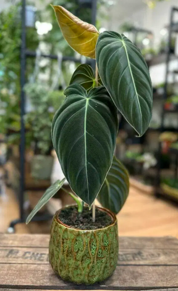 Philodendron Melanochrysum – HappiestPlants