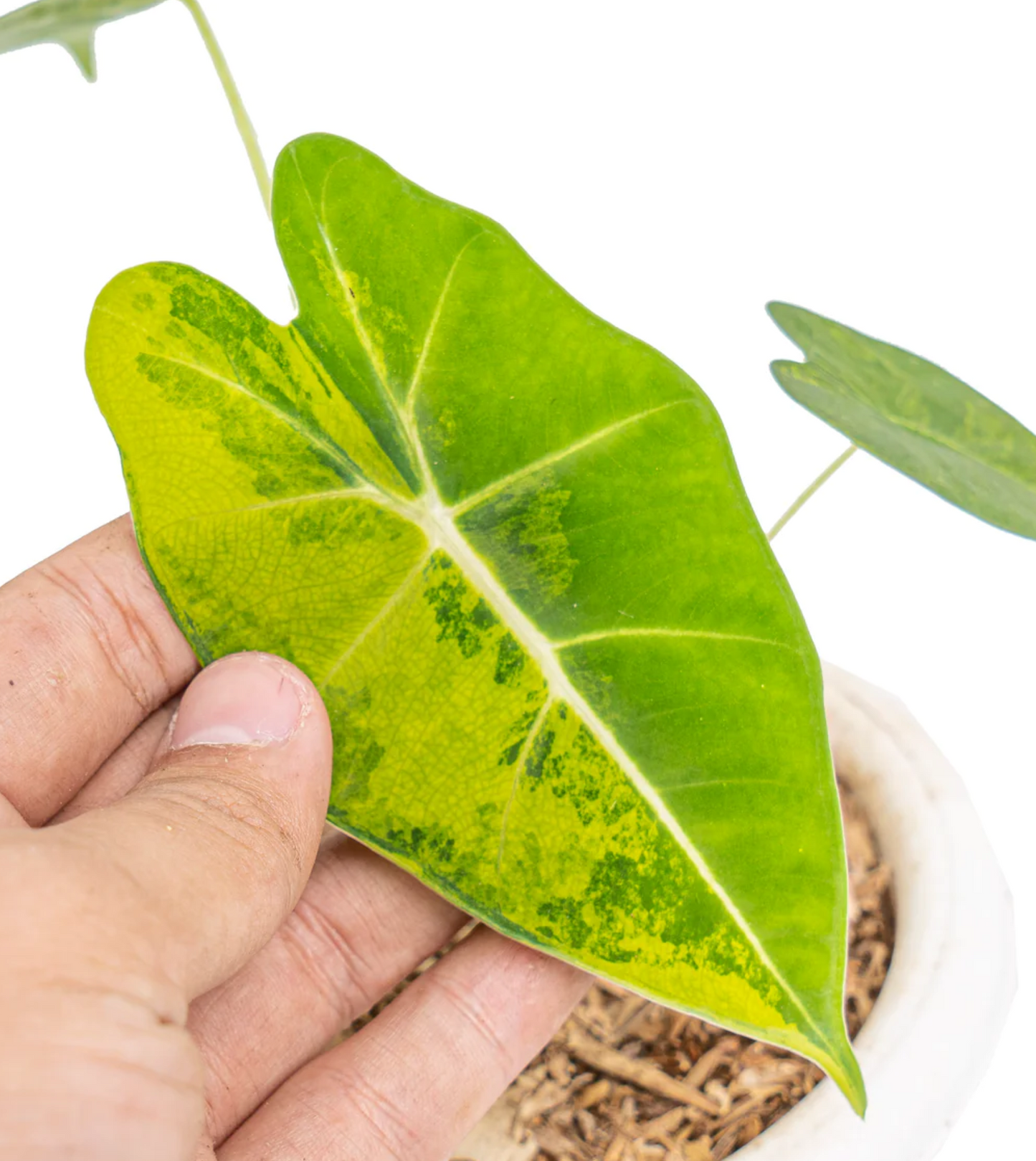 anthurium frydek Alocasia Frydek Aurea Variegated Vibrant Foliage