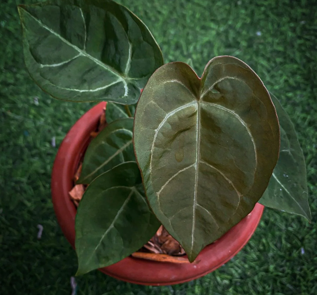 Anthurium Ace of Spades