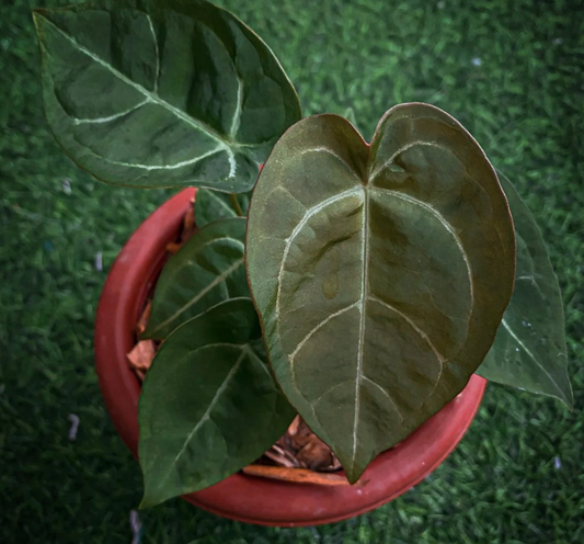 Anthurium Ace of Spades