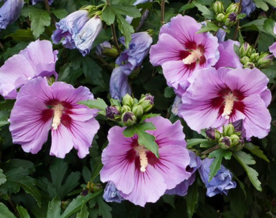 Hibiscus Syriacus (Rose of Sharon)