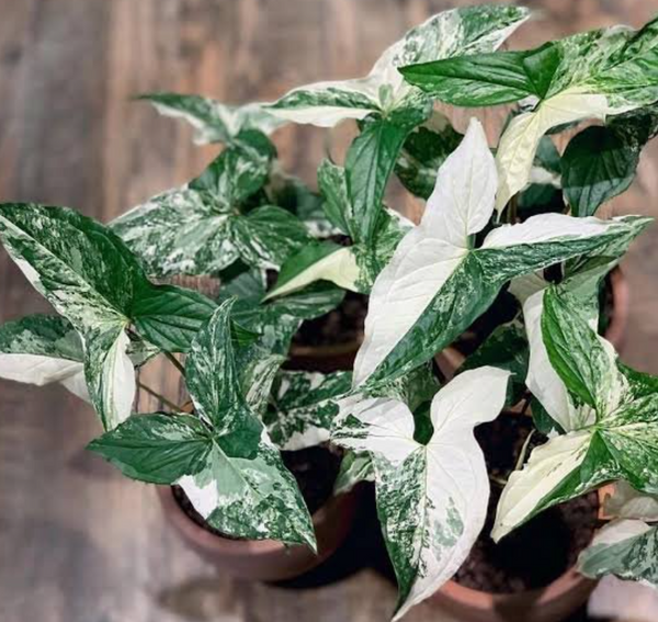 syngonium variegata kaufen Syngonium Fantasy (Syngonium Podophyllum Albo Variegata) — Green My Space main image 1