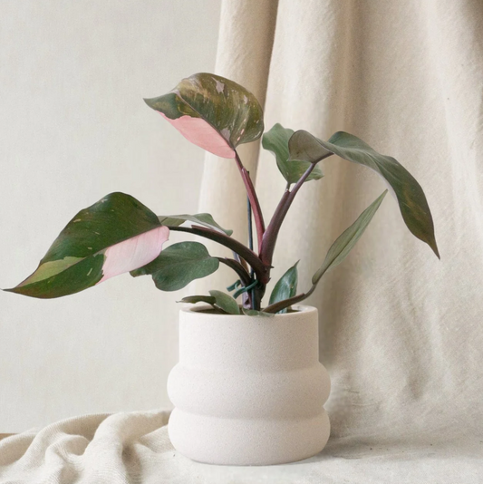 Pink Princess - Philadendron