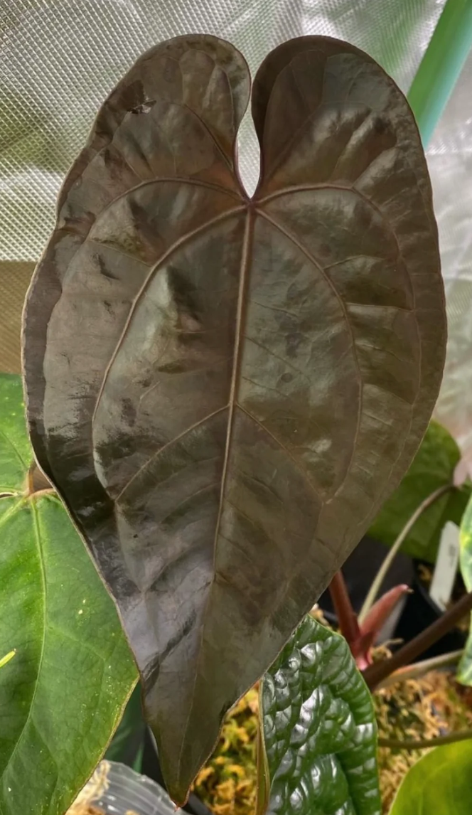 Anthurium