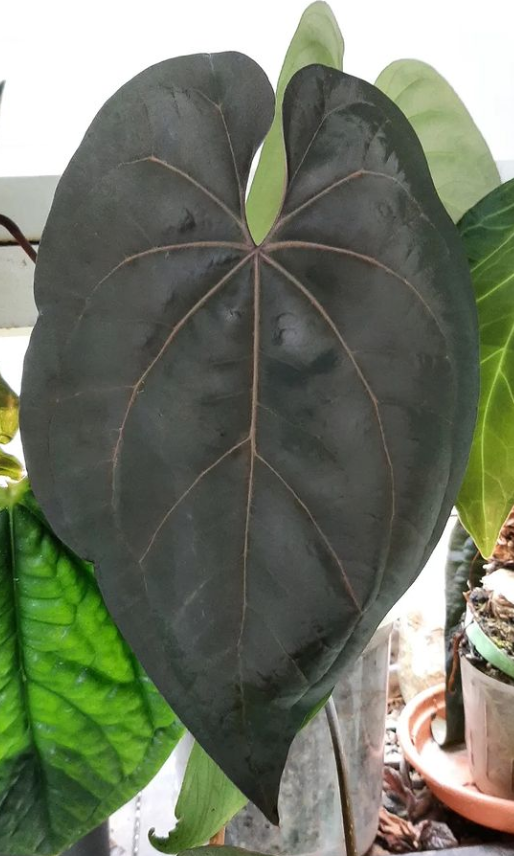 Anthurium Ace of Spades