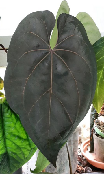 Anthurium Ace of Spades Tezula Dark Form | HappiestPlantsbyAMJ