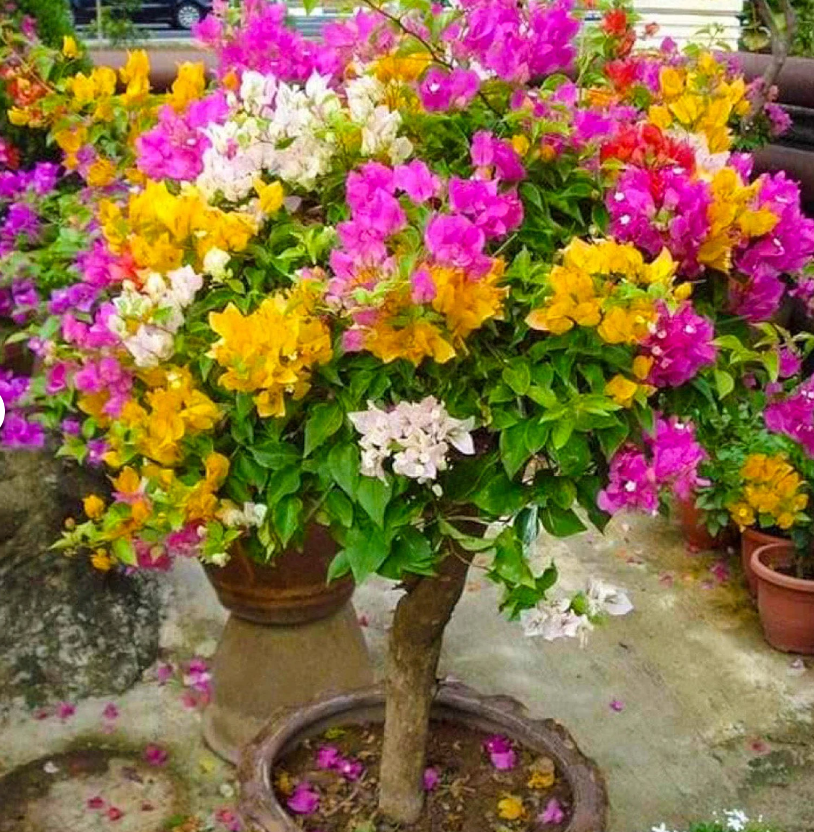 Multi-Color Grafted Bougainvillea Plant