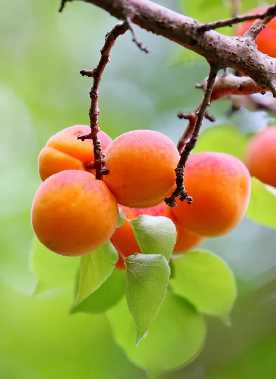 Blenheim Apricot Tree