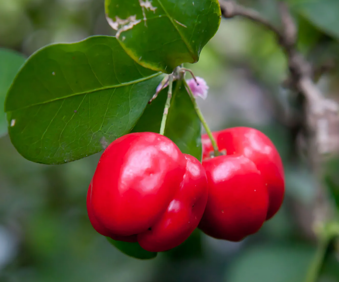 Barbados Cherry Plant