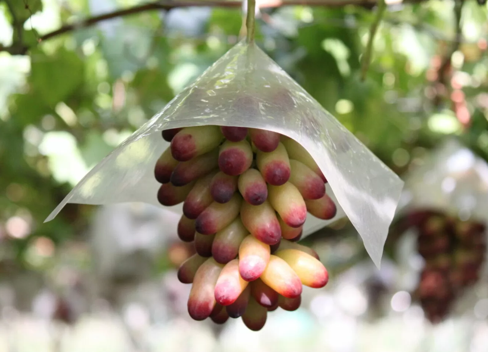 Japanese Manicure Grape Plants - Limited Edition Pre-Release