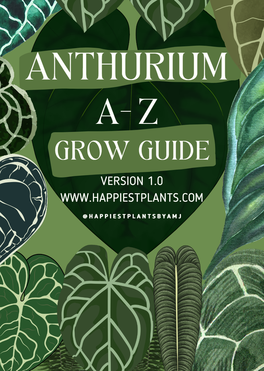 Anthurium Grow Guide - Complete A - Z