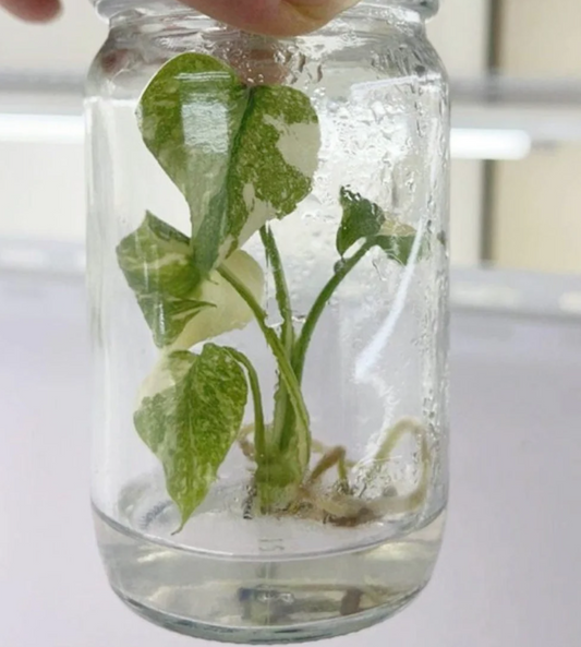 Monstera Thai Constellation - Tissue Culture