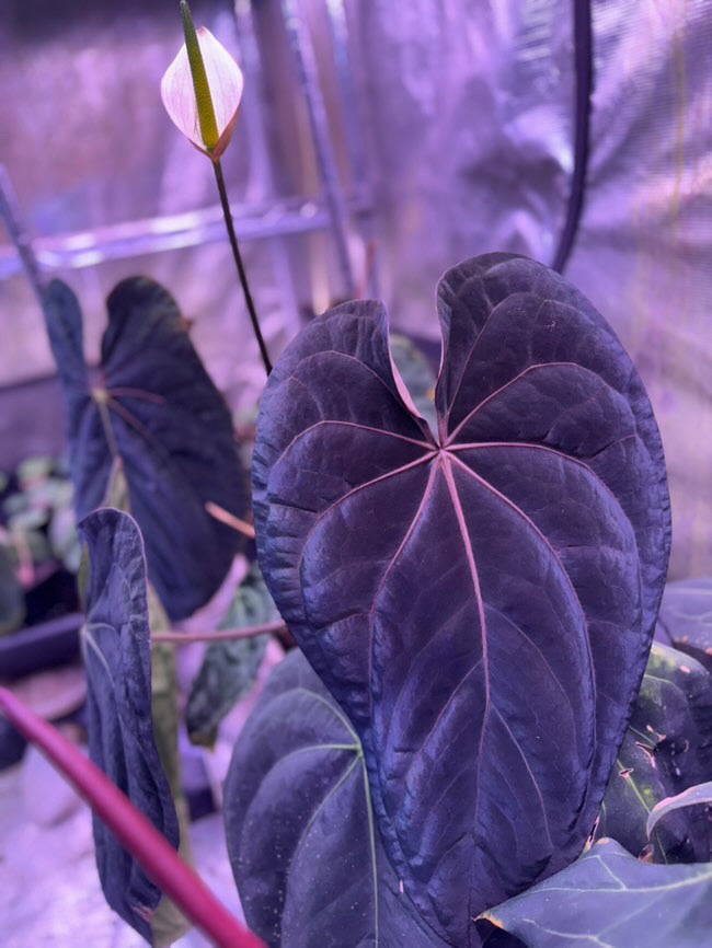 anthurium ace of purple Anthurium Tezula AOS Var x Papillilaminum X Dressleri RG F2 x Carlabla – HappiestPlants