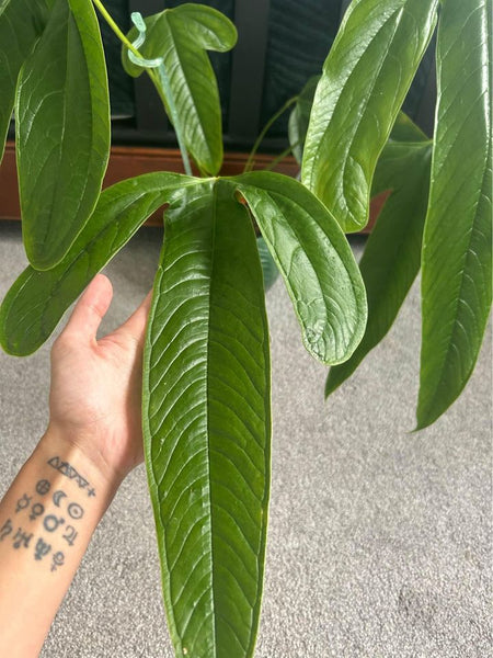 philodendron furcatum for sale Anthurium Furcatum Limited Stock