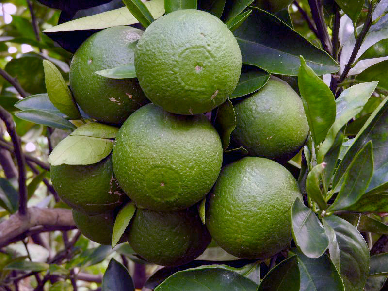 Lemon Live Plants (Citrus Limon)