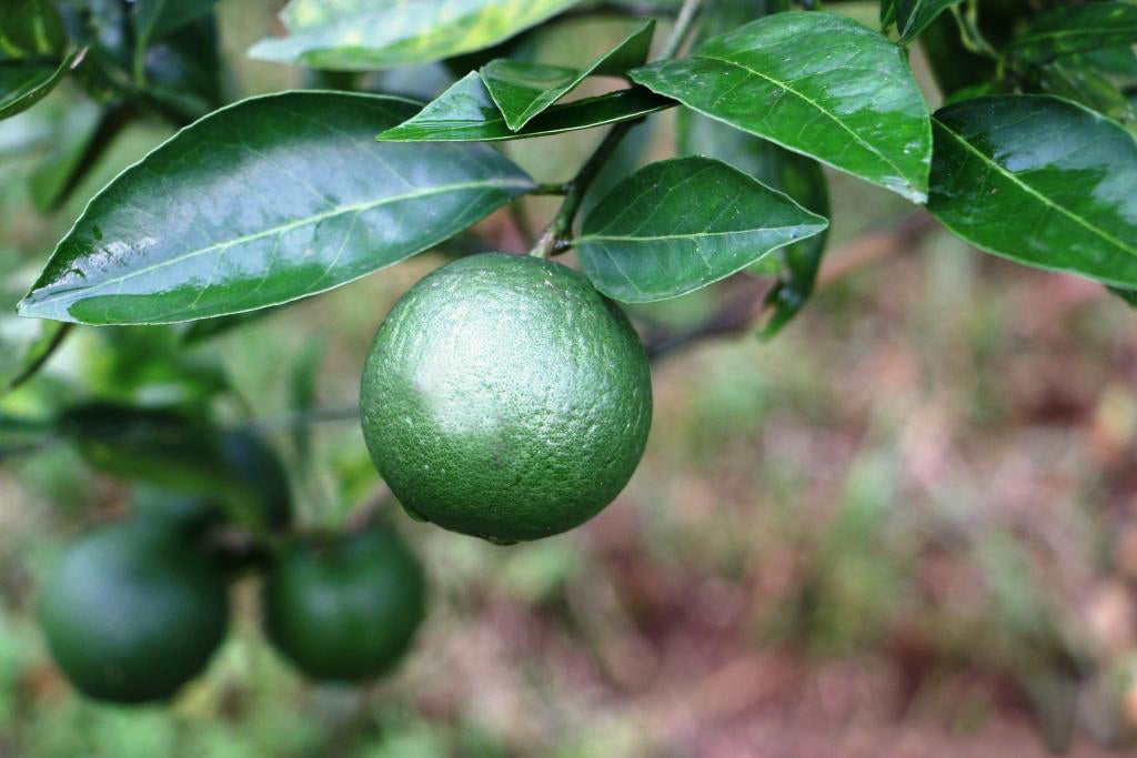 Lemon Live Plants (Citrus Limon)