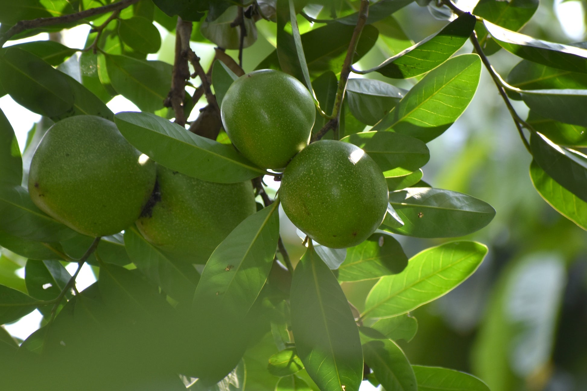 Black Sapote Live Plants in uk